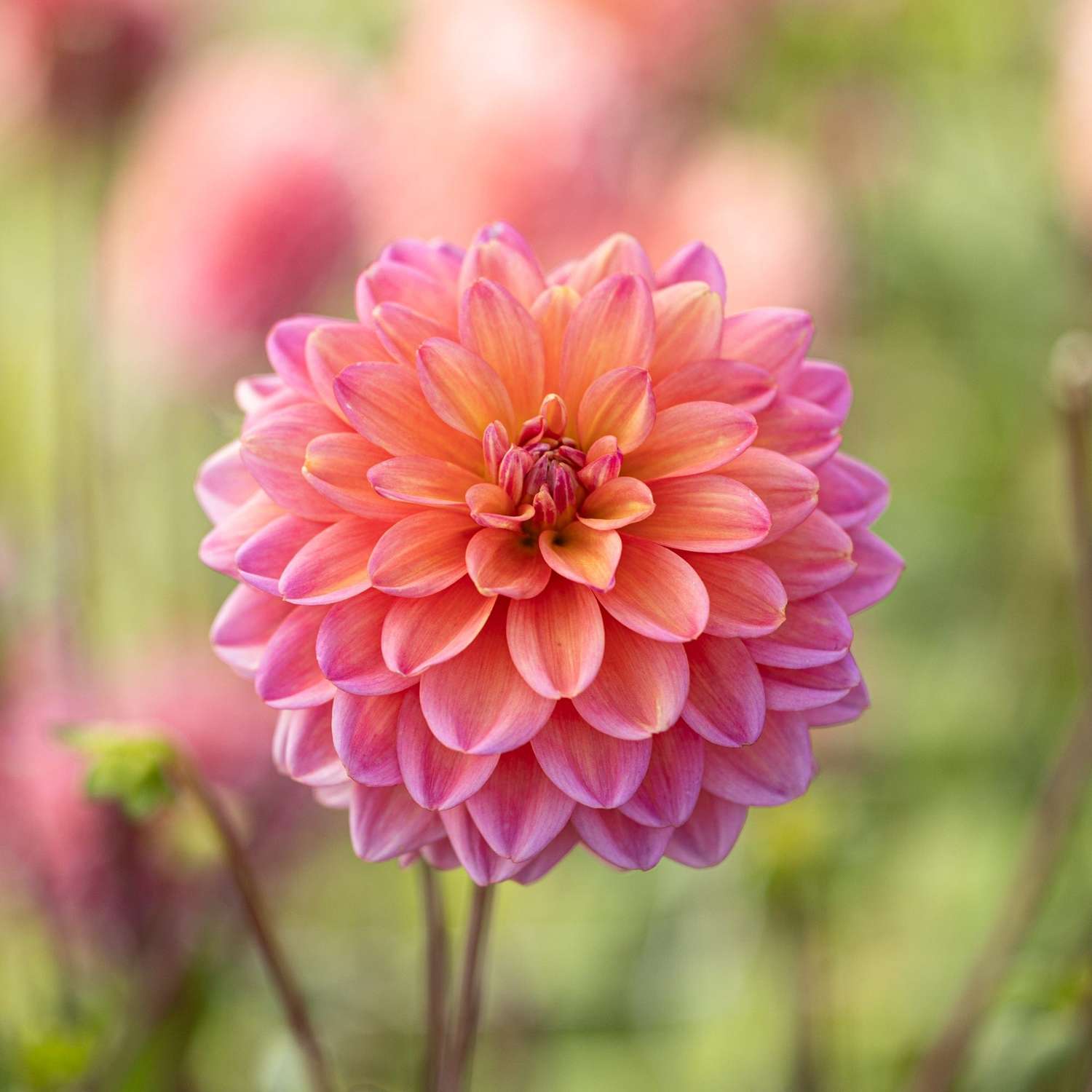 Dahlie 'Great Silence'